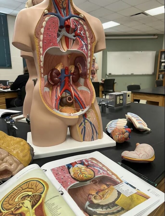 Cutaway anatomical model of the abdomen
