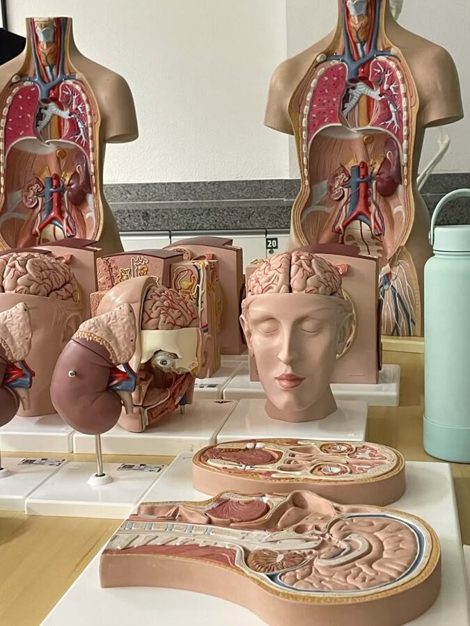 Anatomical brain and head models