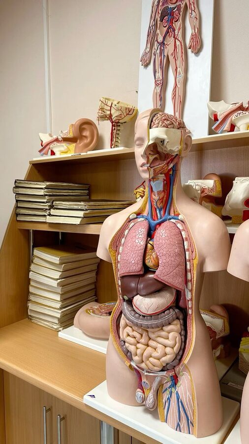 Anatomical torso model with ear model